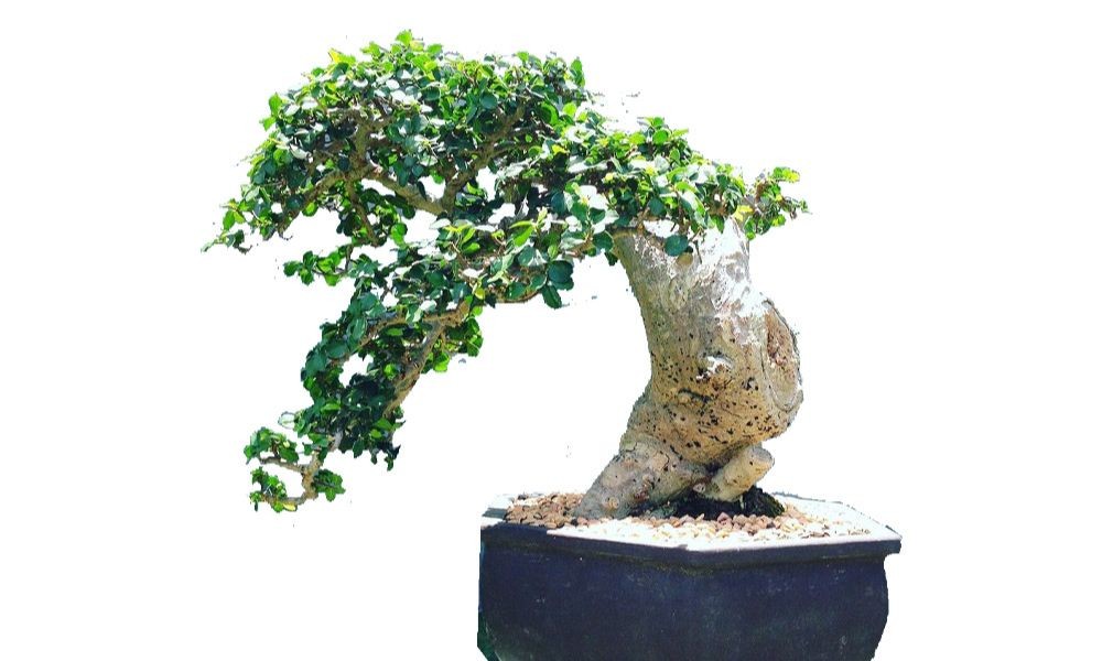Cây duối cảnh với thân cây chắc khỏe và tán lá xanh tươi