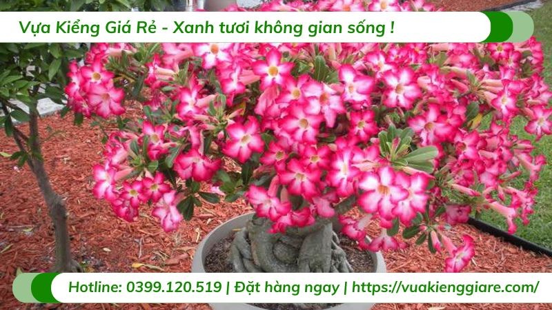 Cây sứ đỏ cần ánh sáng đầy đủ để phát triển và ra hoa