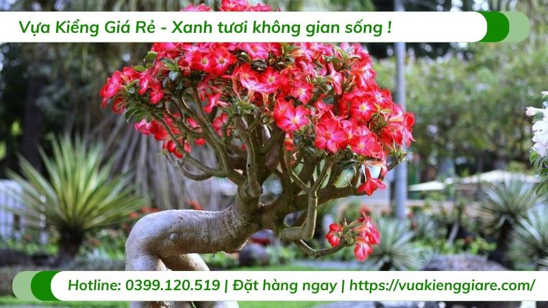 Cây hoa sứ đỏ với những bông hoa rực rỡ
