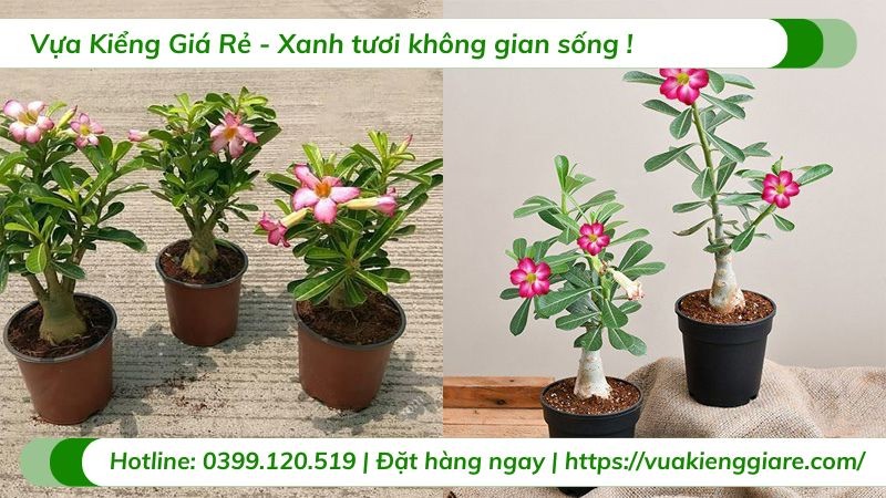 Tán cây sứ đỏ rộng và xanh tốt