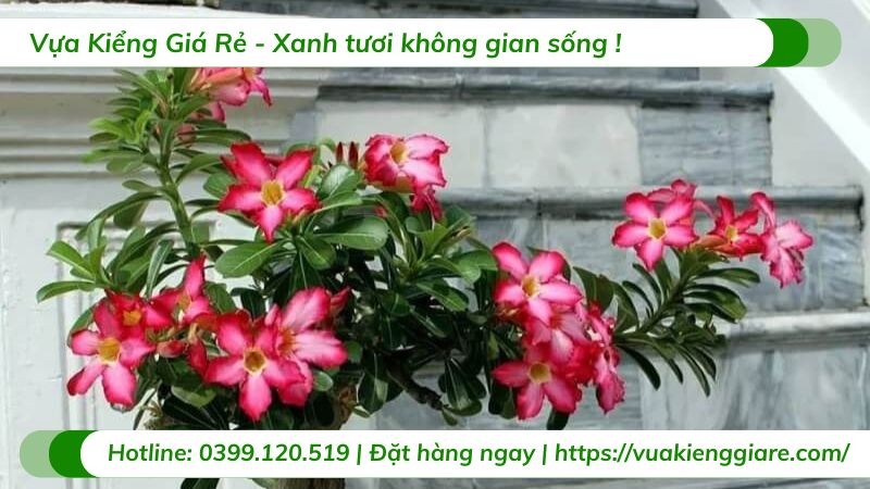 Hoa sứ đỏ với màu sắc rực rỡ và hương thơm dịu nhẹ