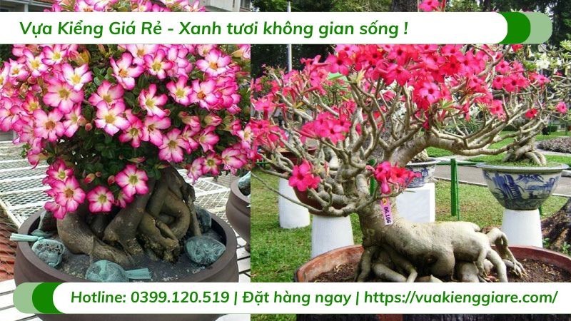 Cây sứ đỏ mang ý nghĩa phong thủy tốt lành