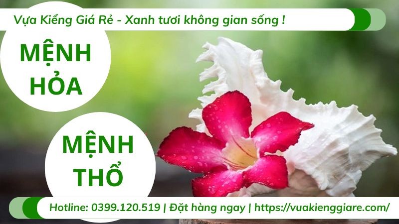 Cây sứ đỏ hợp với người mệnh Hỏa và Thổ