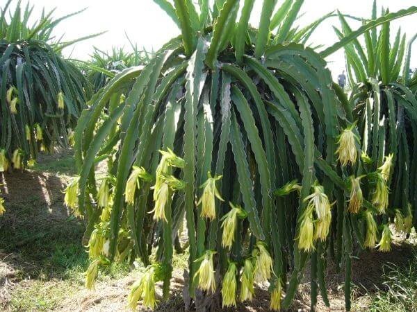 Cây thanh long là cây ngày dài, cần nhiều ánh sáng mặt trời để phát triển và ra quả