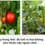 Cây đậu tương là cây ngày ngắn