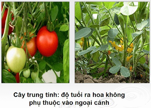Cây đậu tương là cây ngày ngắn