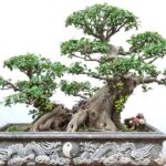Cây sung cảnh với quả trĩu cành, biểu tượng của sự sung túc và may mắn