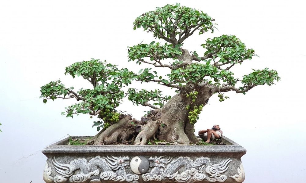 Cây sung cảnh với quả trĩu cành, biểu tượng của sự sung túc và may mắn