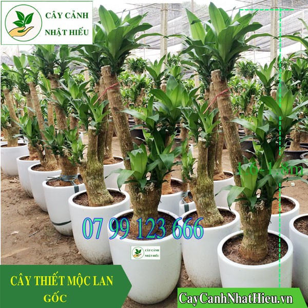 Cây thiết mộc lan gốc to với dáng vẻ bề thế, sang trọng