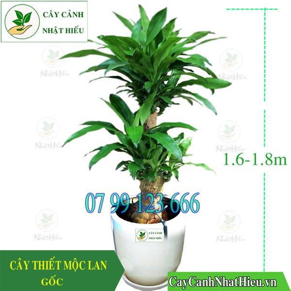 Cây thiết mộc lan gốc to với kích thước lớn, phù hợp với không gian rộng