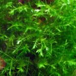 Hình ảnh cây rong đuôi chó với lá xanh mướt, thân dài và mảnh, thường được trồng trong hồ cá cảnh