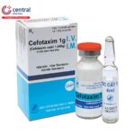 Cefotaxim 1g dạng bột pha tiêm
