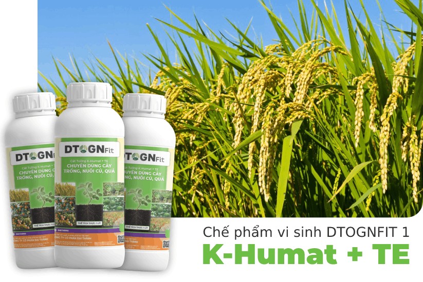 Phân bón hữu cơ vi sinh DTOGNFIT giúp cây trồng phát triển tốt