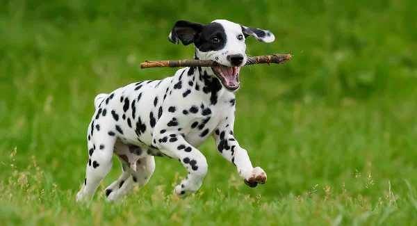 Chó đốm rất năng động và vui tươi