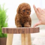 Poodle Tiny đáng yêu với bộ lông màu nâu