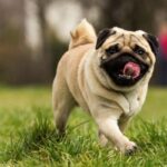 Chó Bulldog mặt xệ thuần chủng đang chơi đùa