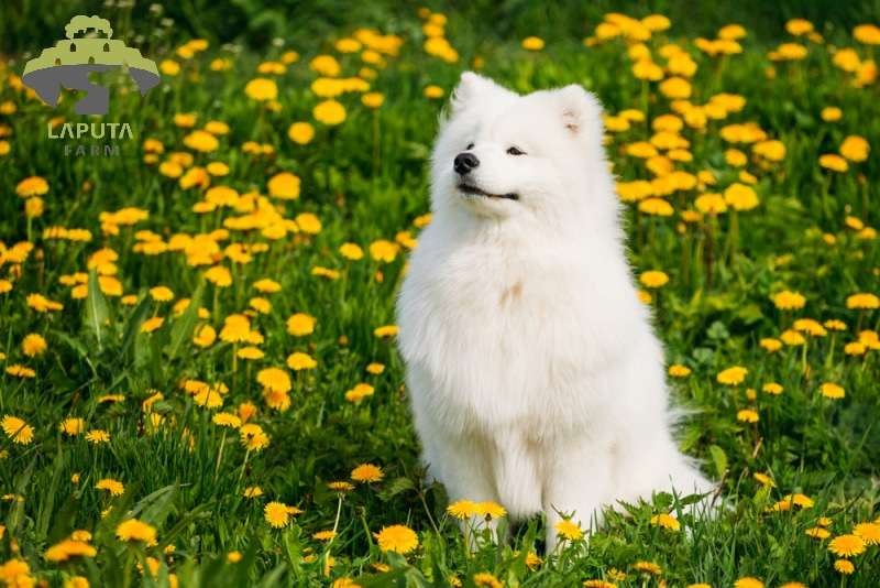 Chó Samoyed con