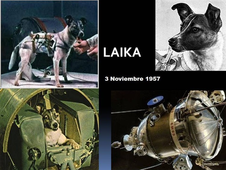 Chưa đầy một tháng sau khi Sputnik 1 ra mắt, Sputnik 2 được phóng lên cùng với chú chó Laika
