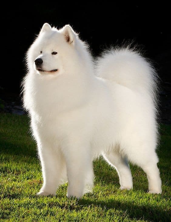 Chó Samoyed Nga