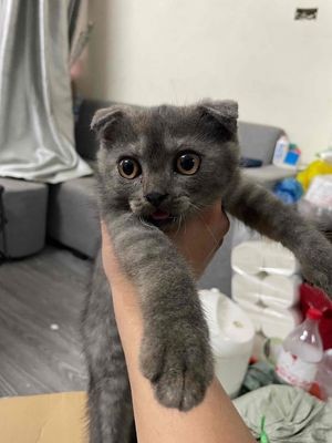 Mèo aln tai cụp 2 tháng tuổi