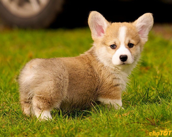 giá chó corgi phụ thuộc vào nguồn gốc xuất xứ