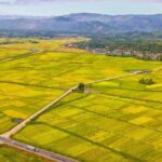 Đất ruộng là tài nguyên quan trọng cho sản xuất nông nghiệp