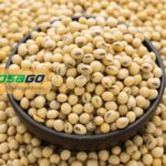Đậu nành đậu tương giá sỉ