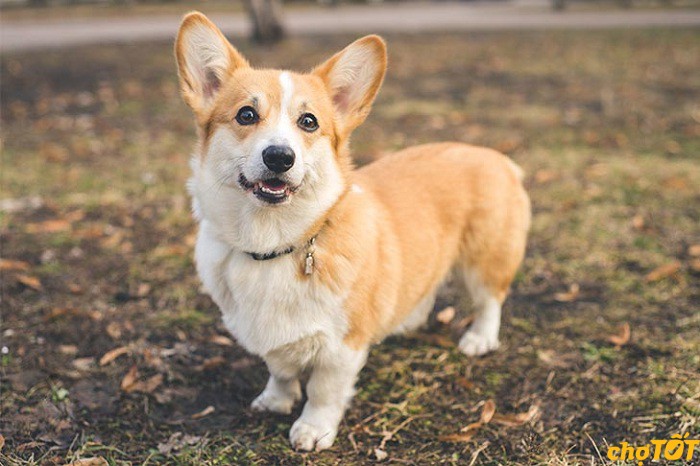 kinh nghiệm chọn mua chó Corgi khỏe mạnh, đáng yêu