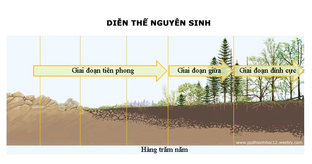 Diễn thế nguyên sinh là quá trình hình thành và phát triển của quần xã sinh vật trên một môi trường hoàn toàn mới, nơi trước đó chưa từng có sự sống.