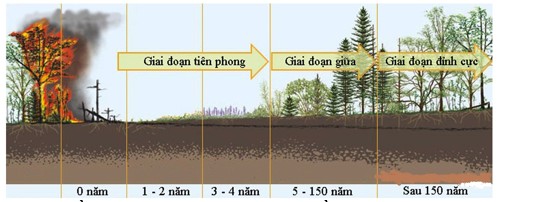 Diễn thế thứ sinh là quá trình phục hồi và phát triển của quần xã sinh vật trên một môi trường đã từng có sự sống, nhưng bị tàn phá bởi các yếu tố tự nhiên hoặc hoạt động của con người.