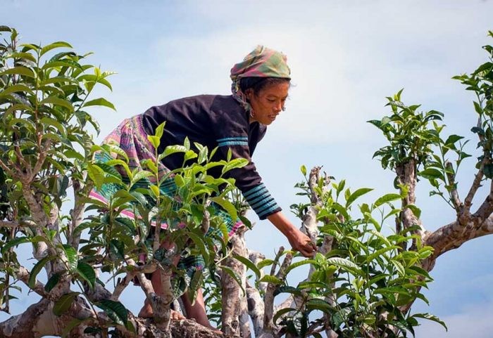 Chọn mua tà xuồng chất lượng