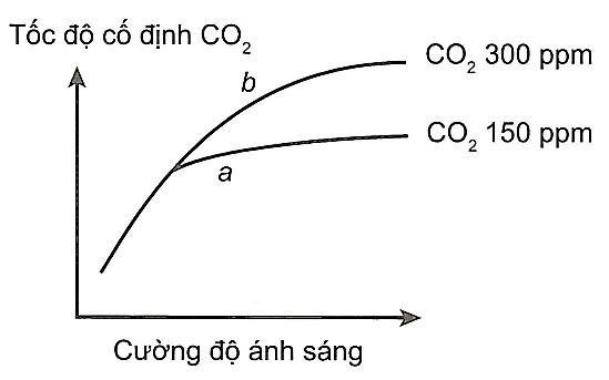 Cây dứa thực hiện quá trình quang hợp CAM vào ban đêm, giúp tiết kiệm nước và thích nghi với môi trường khô hạn