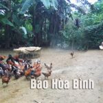 Đàn gà ta thả vườn đang kiếm ăn tự nhiên