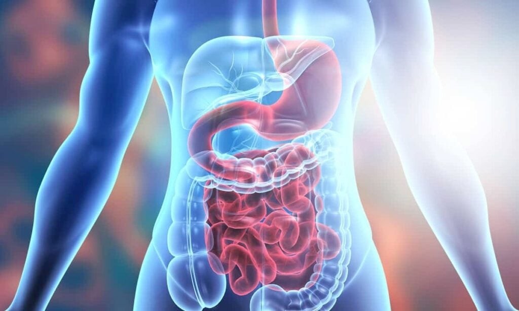Đu đủ tốt cho hệ tiêu hóa
