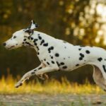 Chó đốm Dalmatian được đặt tên theo vùng đất Dalmatia thuộc Croatia