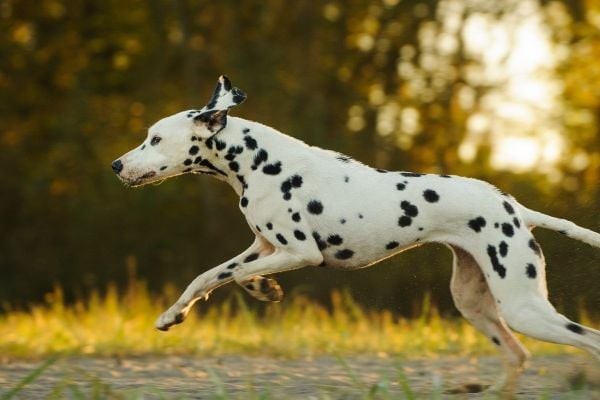 Chó đốm Dalmatian được đặt tên theo vùng đất Dalmatia thuộc Croatia