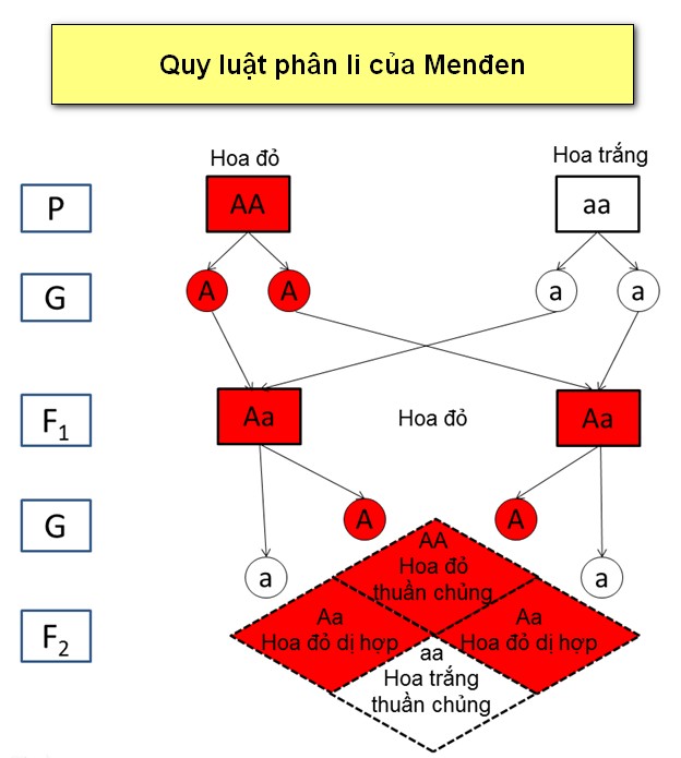 Sơ đồ lai minh họa quy luật phân li của Mendel