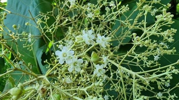Ứng dụng cây giá trị giúp nâng cao chất lượng dịch vụ vận tải