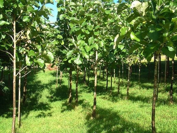Cây giá trị cần được cập nhật liên tục để phù hợp với thị trường