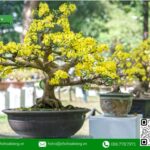 Giá bán mai vàng phụ thuộc vào nhiều yếu tố như dáng, thế, kích thước và tuổi cây