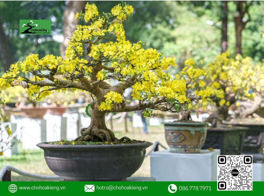 Giá bán mai vàng phụ thuộc vào nhiều yếu tố như dáng, thế, kích thước và tuổi cây