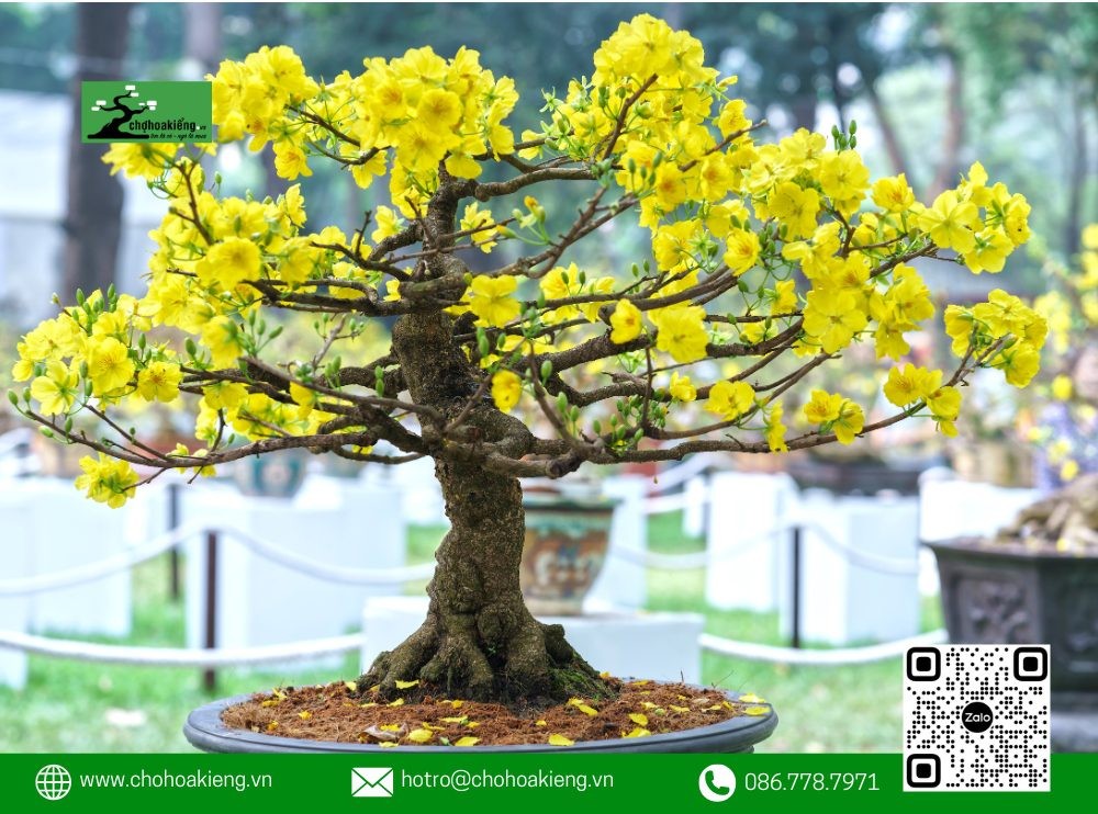 Thân cây mai vàng phải có độ cứng cáp, tròn trịa và vỏ mịn màng