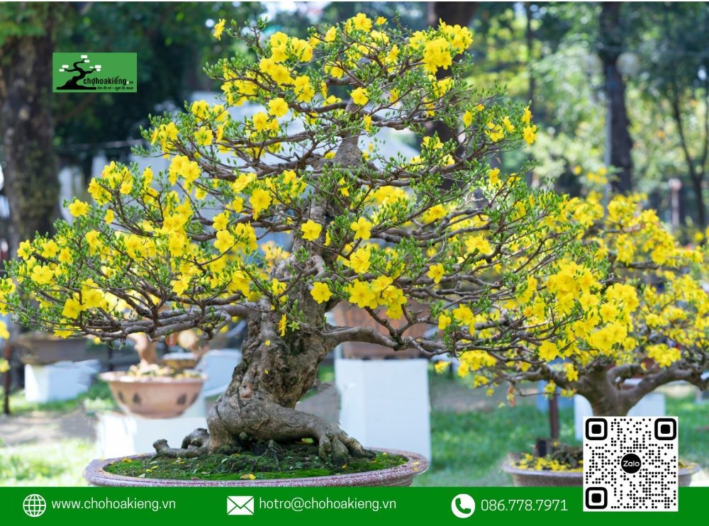 Để chọn được cây mai đẹp, phần rễ phải nổi lên trên mặt đất nhưng không quá nhiều