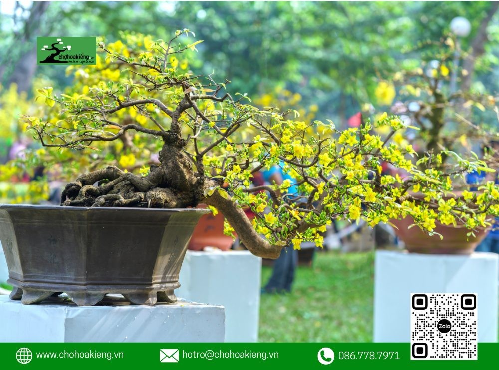 Việc định giá cây mai vàng đẹp còn phụ thuộc vào thế cây và dáng cây
