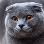 Mèo Scottish Fold tai cụp với bộ lông màu xám trắng