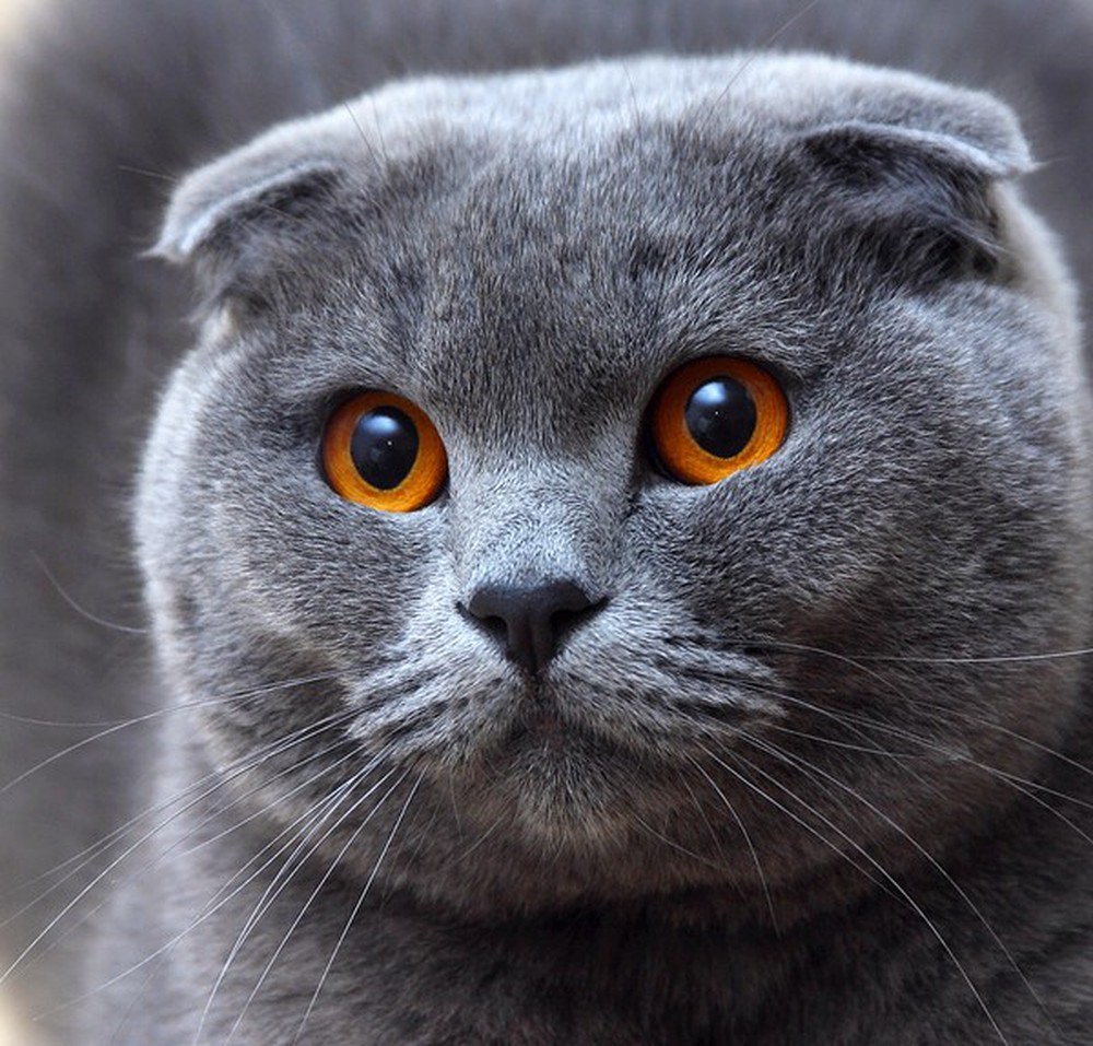 Mèo Scottish Fold tai cụp với bộ lông màu xám trắng