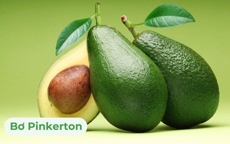 Bơ Pinkerton có tỷ lệ thịt quả đạt khoảng 70%, vỏ dày giúp bảo quản lâu hơn và hương vị thơm ngon đặc biệt