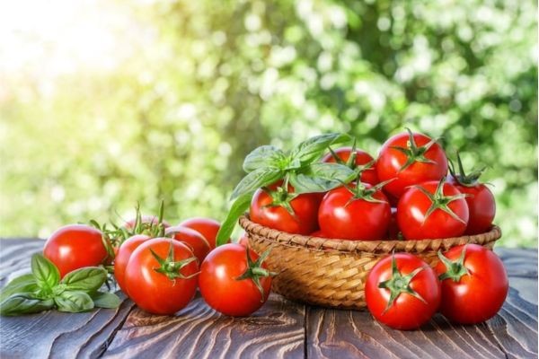 Mẹo vặt giúp tiết kiệm chi phí trồng và tiêu dùng cà chua