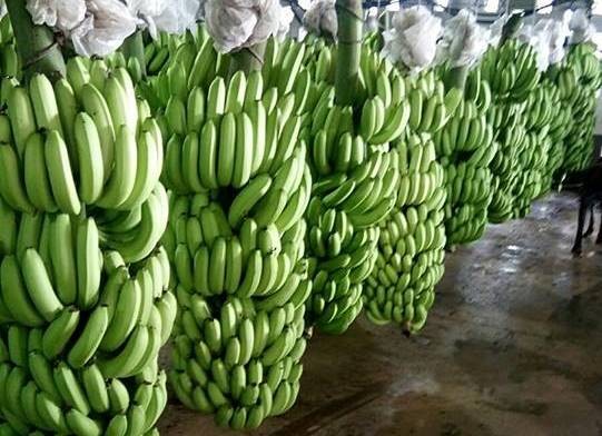 Giá chuối tại vườn hôm nay