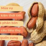 Các yếu tố ảnh hưởng đến giá lạc khô